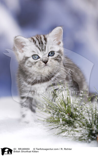 Britisch Kurzhaar Ktzchen / British Shorthair Kitten / RR-86669