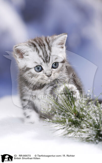 Britisch Kurzhaar Ktzchen / British Shorthair Kitten / RR-86670