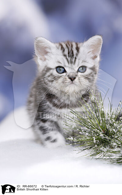 Britisch Kurzhaar Ktzchen / British Shorthair Kitten / RR-86672
