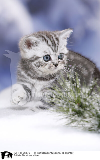 Britisch Kurzhaar Ktzchen / British Shorthair Kitten / RR-86673