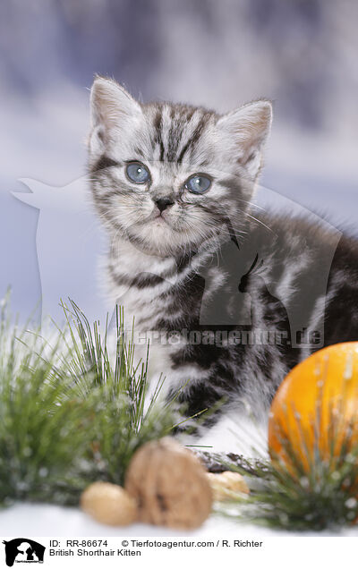 Britisch Kurzhaar Ktzchen / British Shorthair Kitten / RR-86674