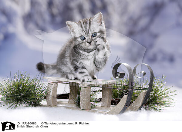 Britisch Kurzhaar Ktzchen / British Shorthair Kitten / RR-86683