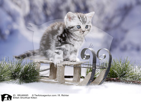 Britisch Kurzhaar Ktzchen / British Shorthair Kitten / RR-86685