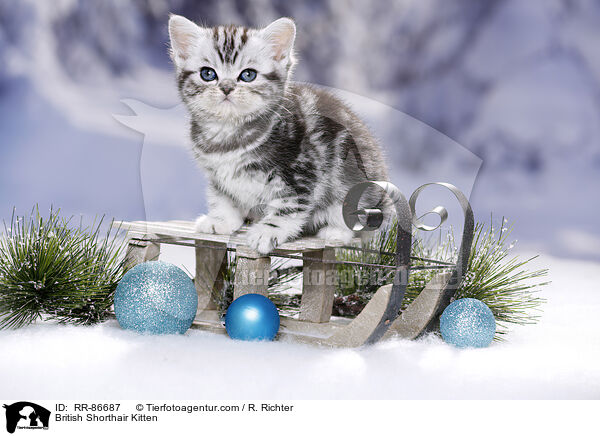 Britisch Kurzhaar Ktzchen / British Shorthair Kitten / RR-86687