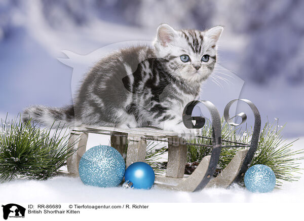Britisch Kurzhaar Ktzchen / British Shorthair Kitten / RR-86689