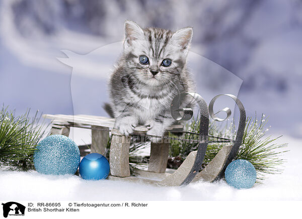 Britisch Kurzhaar Ktzchen / British Shorthair Kitten / RR-86695