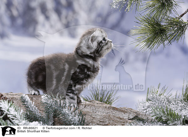 Britisch Kurzhaar Ktzchen / British Shorthair Kitten / RR-86821