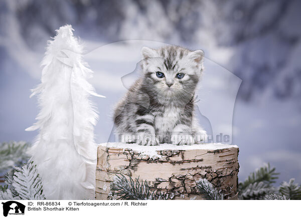 Britisch Kurzhaar Ktzchen / British Shorthair Kitten / RR-86834