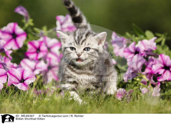 Britisch Kurzhaar Ktzchen / British Shorthair Kitten / RR-89367