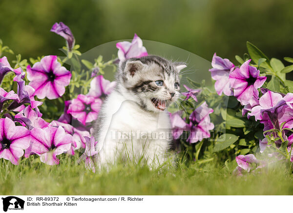 Britisch Kurzhaar Ktzchen / British Shorthair Kitten / RR-89372