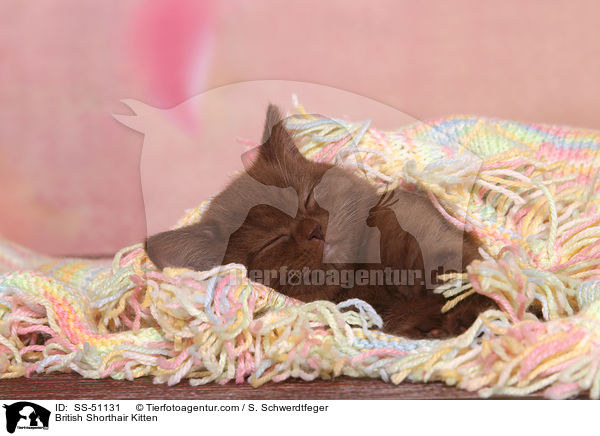 Britisch Kurzhaar Ktzchen / British Shorthair Kitten / SS-51131
