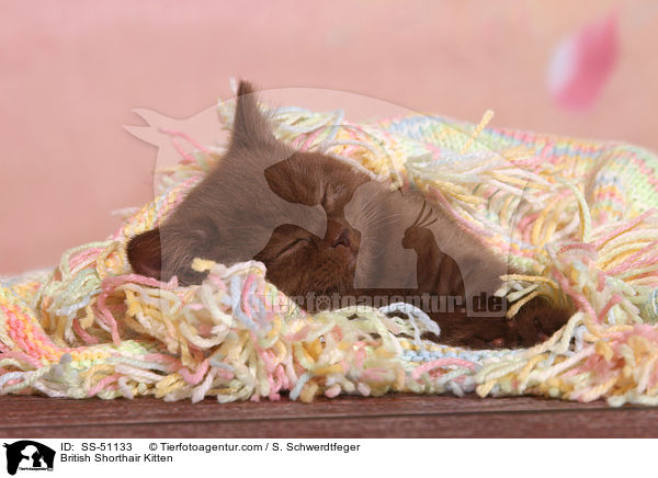 Britisch Kurzhaar Ktzchen / British Shorthair Kitten / SS-51133