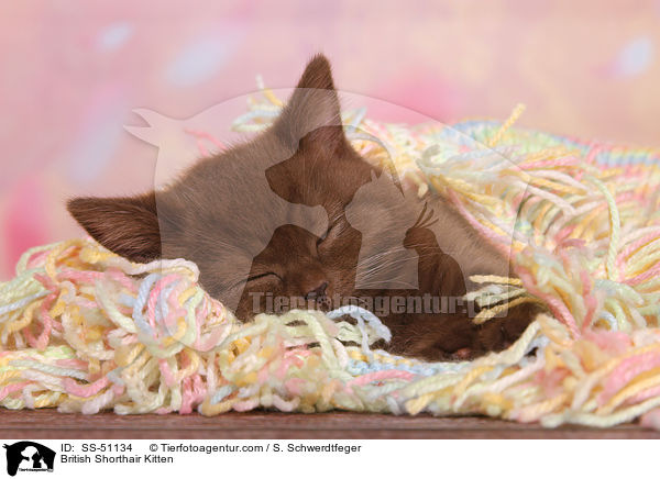 Britisch Kurzhaar Ktzchen / British Shorthair Kitten / SS-51134
