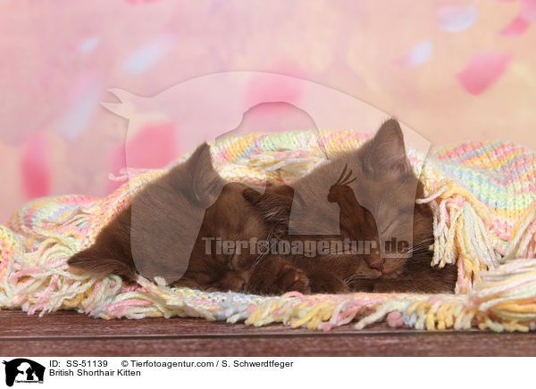 Britisch Kurzhaar Ktzchen / British Shorthair Kitten / SS-51139