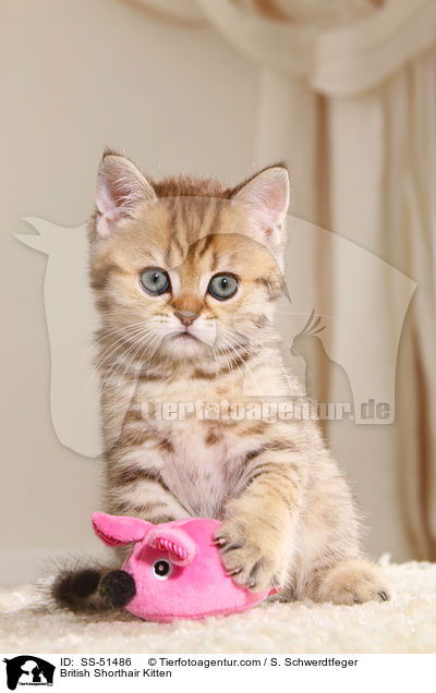 Britisch Kurzhaar Ktzchen / British Shorthair Kitten / SS-51486