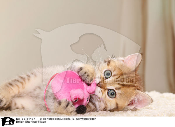 Britisch Kurzhaar Ktzchen / British Shorthair Kitten / SS-51487