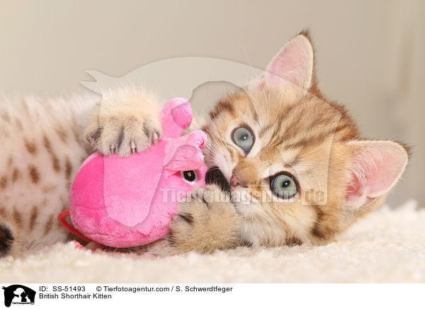 Britisch Kurzhaar Ktzchen / British Shorthair Kitten / SS-51493