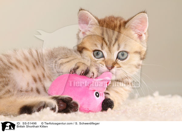 Britisch Kurzhaar Ktzchen / British Shorthair Kitten / SS-51496