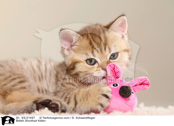 Britisch Kurzhaar Ktzchen / British Shorthair Kitten / SS-51497
