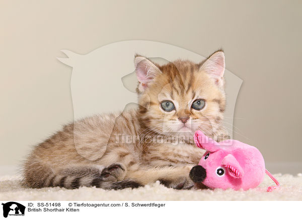 Britisch Kurzhaar Ktzchen / British Shorthair Kitten / SS-51498