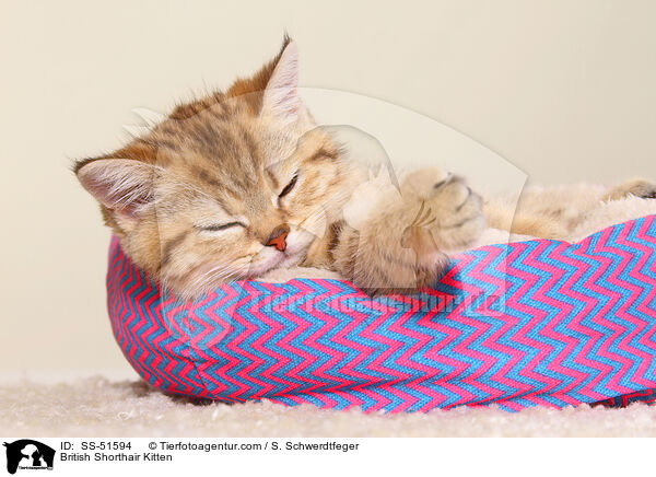 British Shorthair Kitten / SS-51594