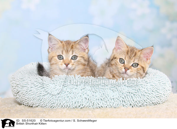 British Shorthair Kitten / SS-51620