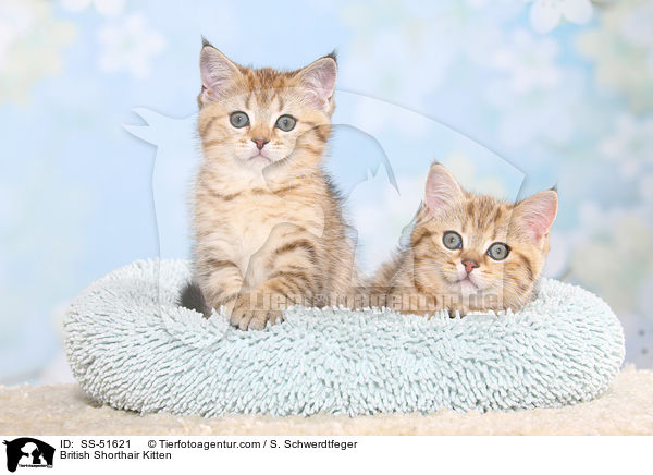 British Shorthair Kitten / SS-51621