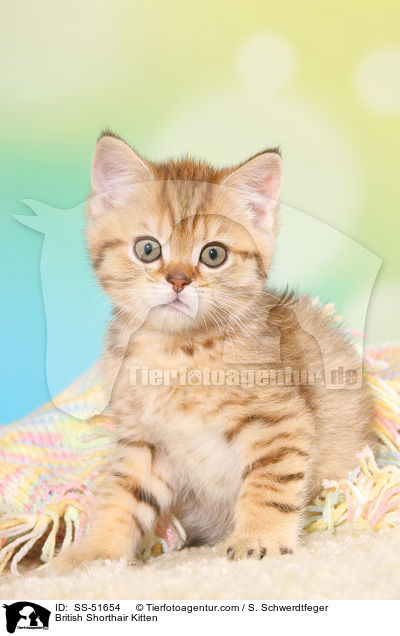 Britisch Kurzhaar Ktzchen / British Shorthair Kitten / SS-51654