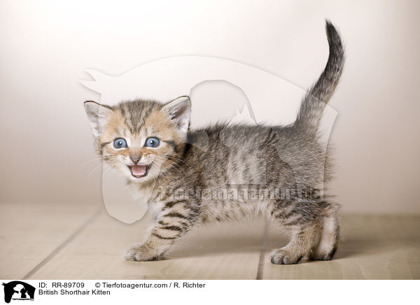 Britisch Kurzhaar Ktzchen / British Shorthair Kitten / RR-89709
