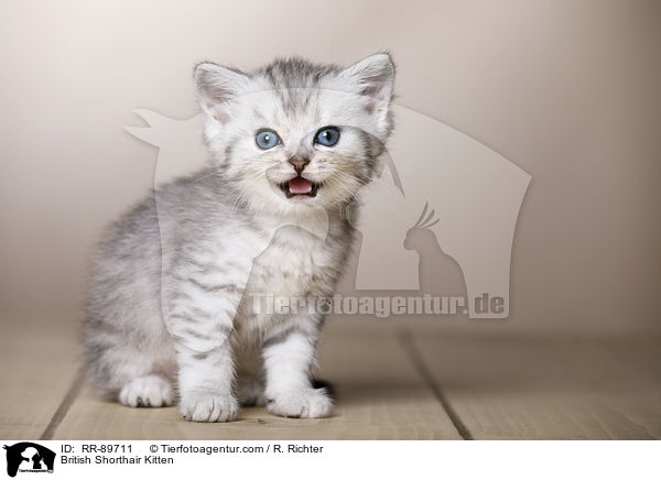 Britisch Kurzhaar Ktzchen / British Shorthair Kitten / RR-89711