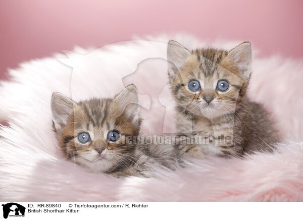 British Shorthair Kitten / RR-89840