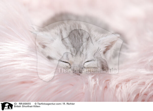 British Shorthair Kitten / RR-89855