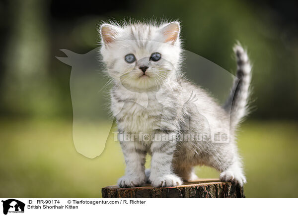 British Shorthair Kitten / RR-90174