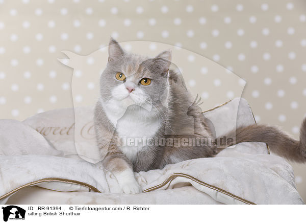 sitzende Britisch Kurzhaar / sitting British Shorthair / RR-91394