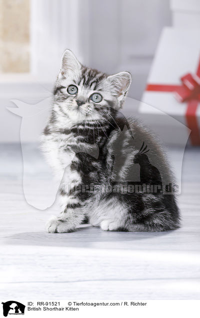 Britisch Kurzhaar Ktzchen / British Shorthair Kitten / RR-91521
