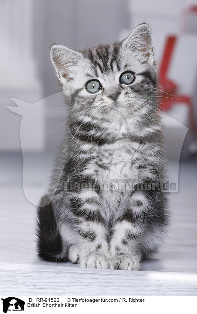Britisch Kurzhaar Ktzchen / British Shorthair Kitten / RR-91522