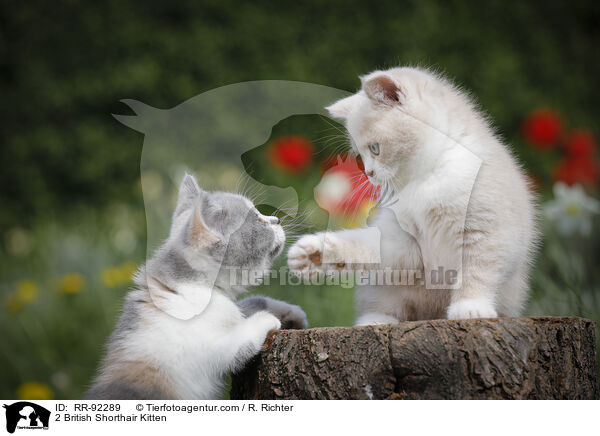 2 British Shorthair Kitten / RR-92289