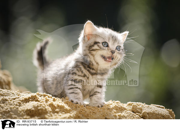 maunzendes Britisch Kurzhaar Ktzchen / meowing british shorthair kitten / RR-93715