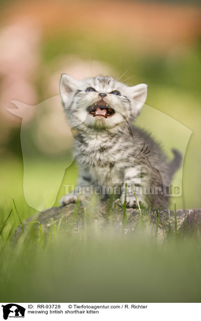 maunzendes Britisch Kurzhaar Ktzchen / meowing british shorthair kitten / RR-93728
