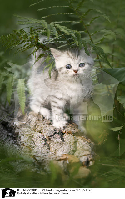 British shorthair kitten between fern / RR-93891