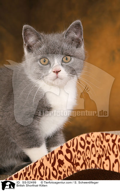 Britisch Kurzhaar Ktzchen / British Shorthair Kitten / SS-52499
