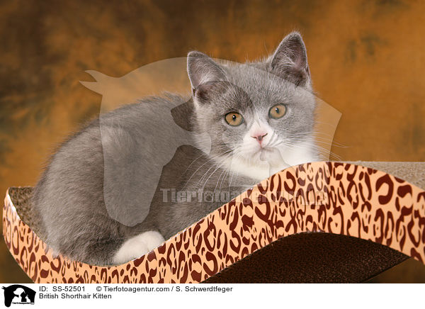 Britisch Kurzhaar Ktzchen / British Shorthair Kitten / SS-52501