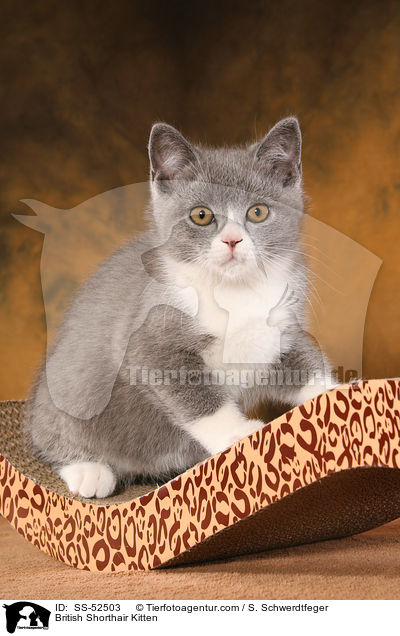 Britisch Kurzhaar Ktzchen / British Shorthair Kitten / SS-52503