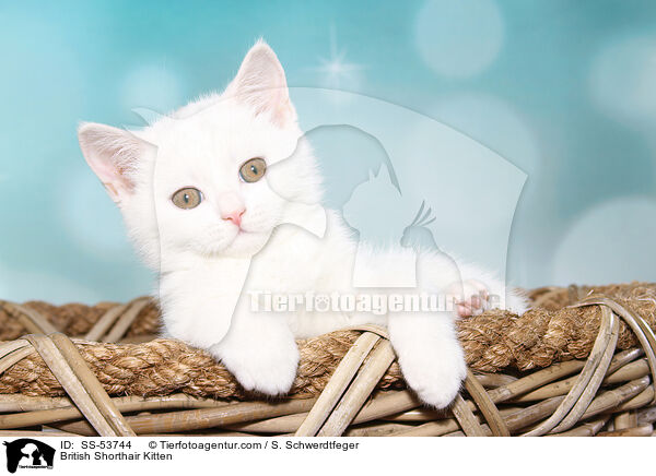 British Shorthair Kitten / SS-53744