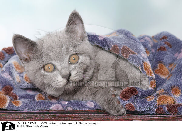British Shorthair Kitten / SS-53747