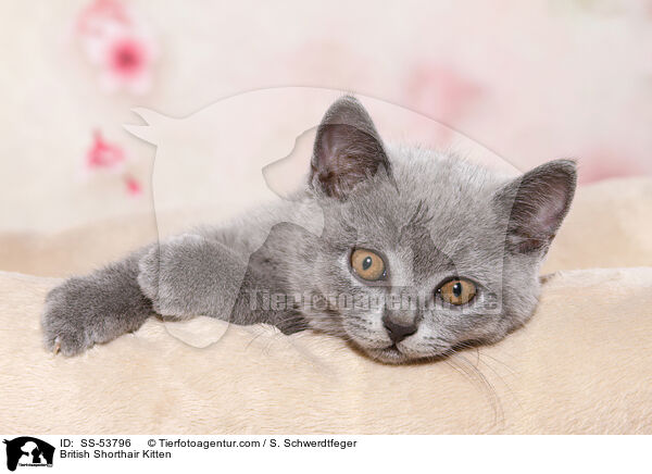 British Shorthair Kitten / SS-53796