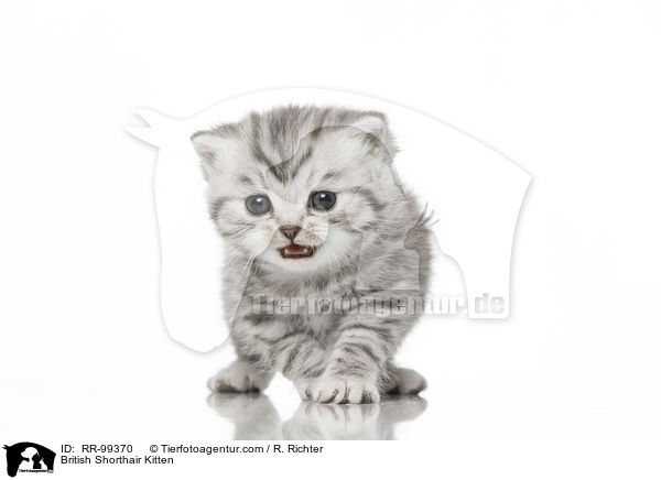 Britisch Kurzhaar Ktzchen / British Shorthair Kitten / RR-99370