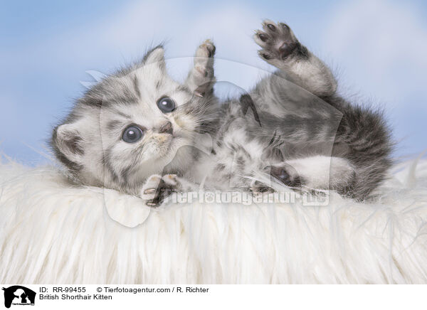 British Shorthair Kitten / RR-99455