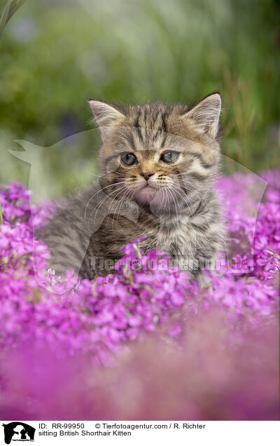 sitzendes Britisch Kurzhaar Ktzchen / sitting British Shorthair Kitten / RR-99950