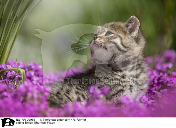 sitzendes Britisch Kurzhaar Ktzchen / sitting British Shorthair Kitten / RR-99958